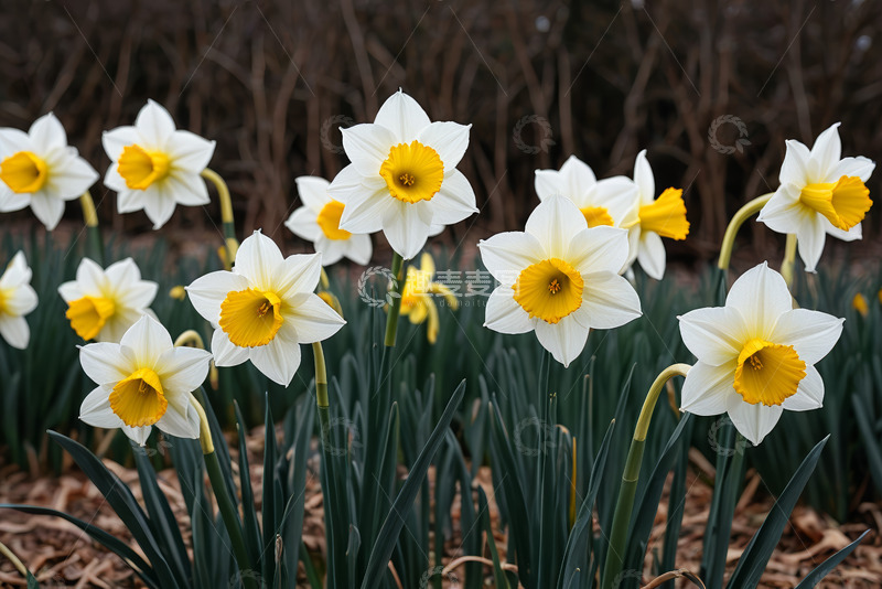 高清大图下载【趣麦麦图】绽放的白色水仙花