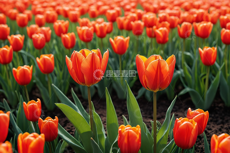 高清大图下载【趣麦麦图】橙色郁金香花海