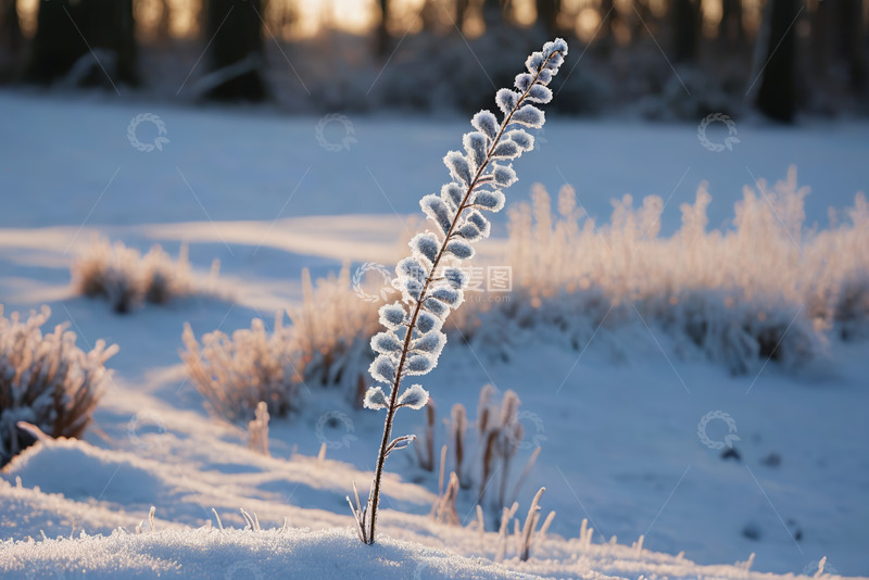 高清大图下载【趣麦麦图】冬日雪地中的覆霜植物特写