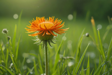 草地上的橙色花朵特写