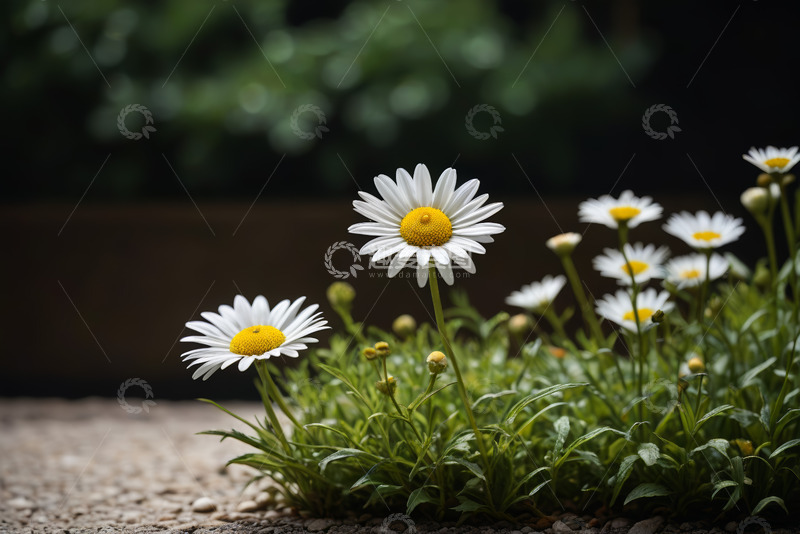 高清大图下载【趣麦麦图】微距特写白色雏菊与绿叶