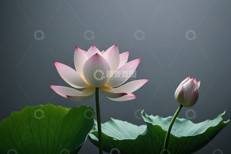 高清大图下载【趣麦麦图】盛开荷花与荷叶特写