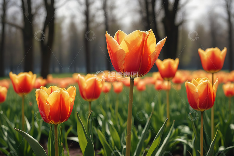 高清大图下载【趣麦麦图】户外橙色郁金香花丛
