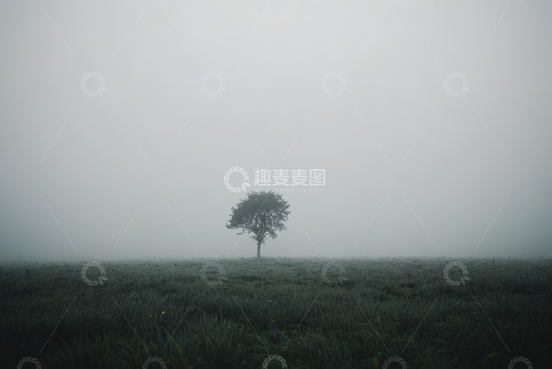 高清大图下载【趣麦麦图】雾中田野里的孤树景观