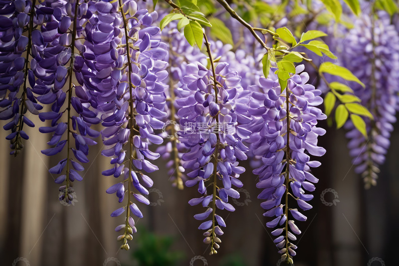 高清大图下载【趣麦麦图】垂挂的紫色紫藤花