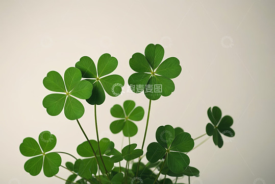 高清大图下载【趣麦麦图】绿色三叶草特写