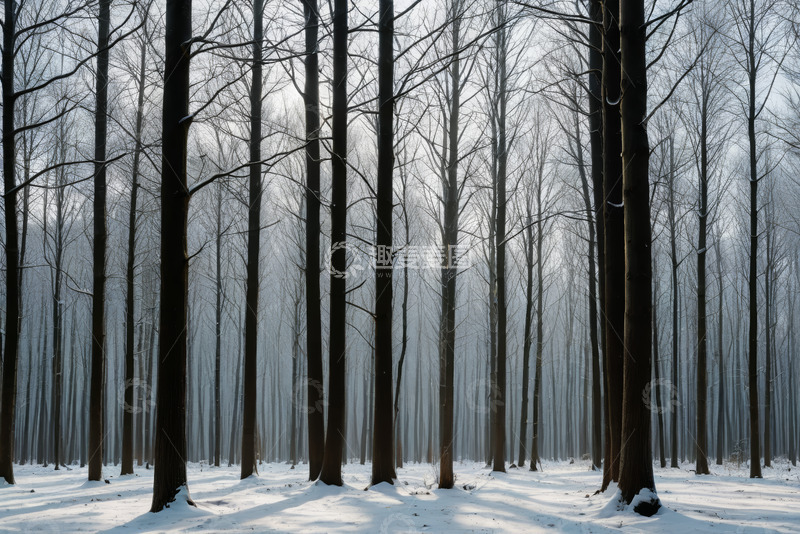 高清大图下载【趣麦麦图】冬日雪覆盖的森林景象