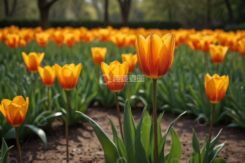 高清大图下载【趣麦麦图】盛开的橙色郁金香花田