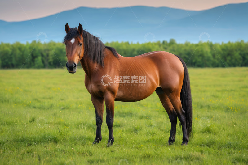 高清大图下载【趣麦麦图】草原上站立的骏马