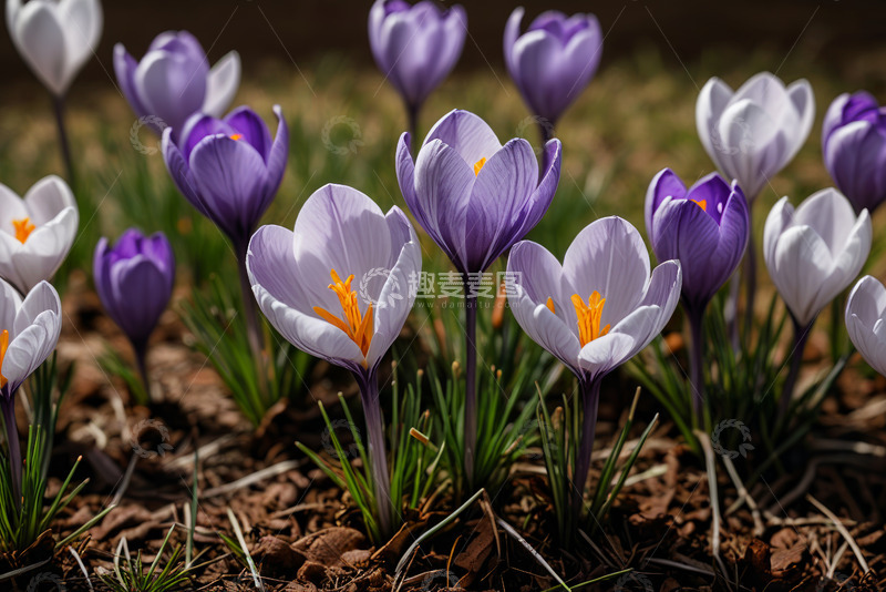 高清大图下载【趣麦麦图】紫色白色番红花特写