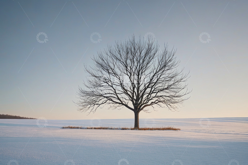 高清大图下载【趣麦麦图】雪地中孤独的光秃树木