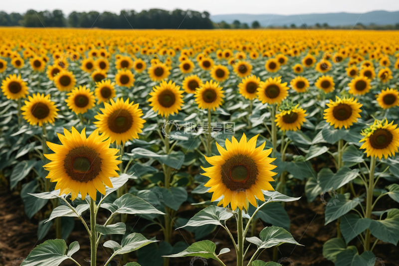 高清大图下载【趣麦麦图】向日葵农田全景