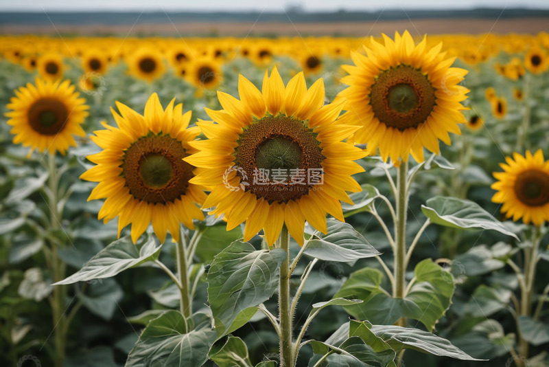 高清大图下载【趣麦麦图】向日葵花田近景