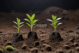 土壤中生长的嫩绿植物幼苗