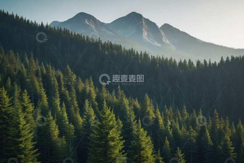 高清大图下载【趣麦麦图】山林间茂密的松树林景观