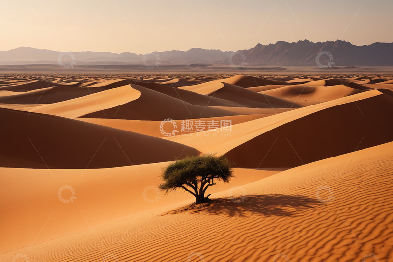 高清大图下载【趣麦麦图】沙漠中的孤树景观