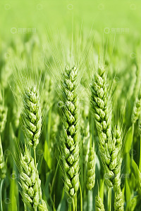 生长中的绿色小麦特写