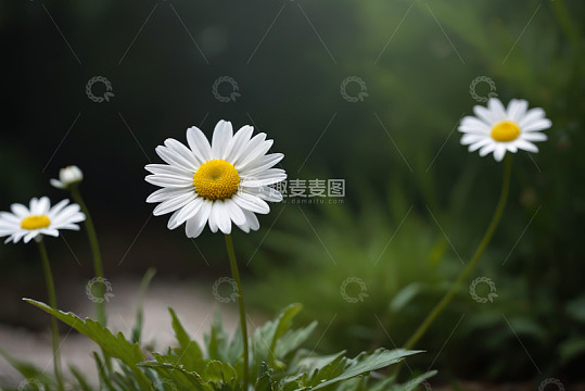 白色雏菊特写自然花卉