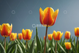 红黄相间郁金香花丛