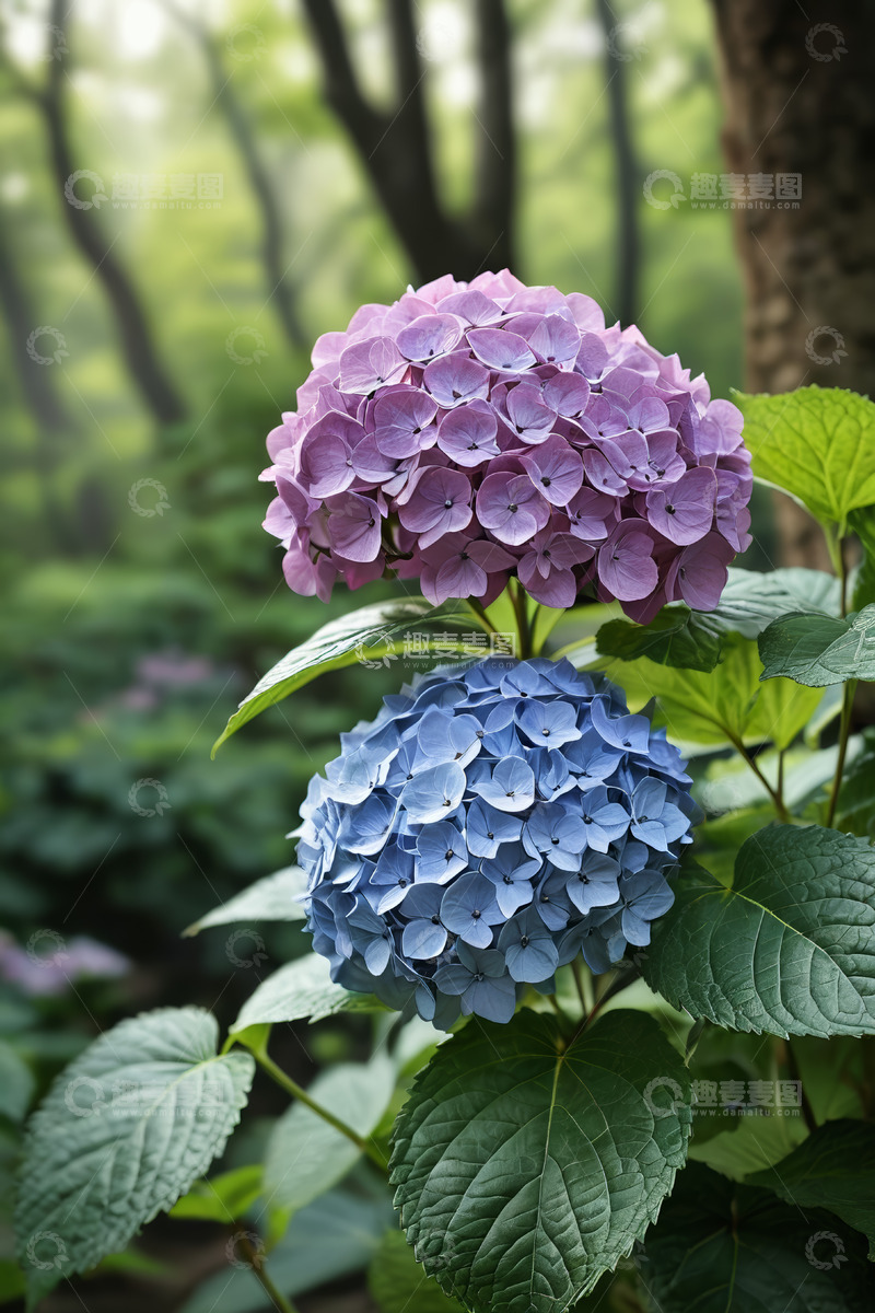 高清大图下载【趣麦麦图】森林中两朵绣球花特写