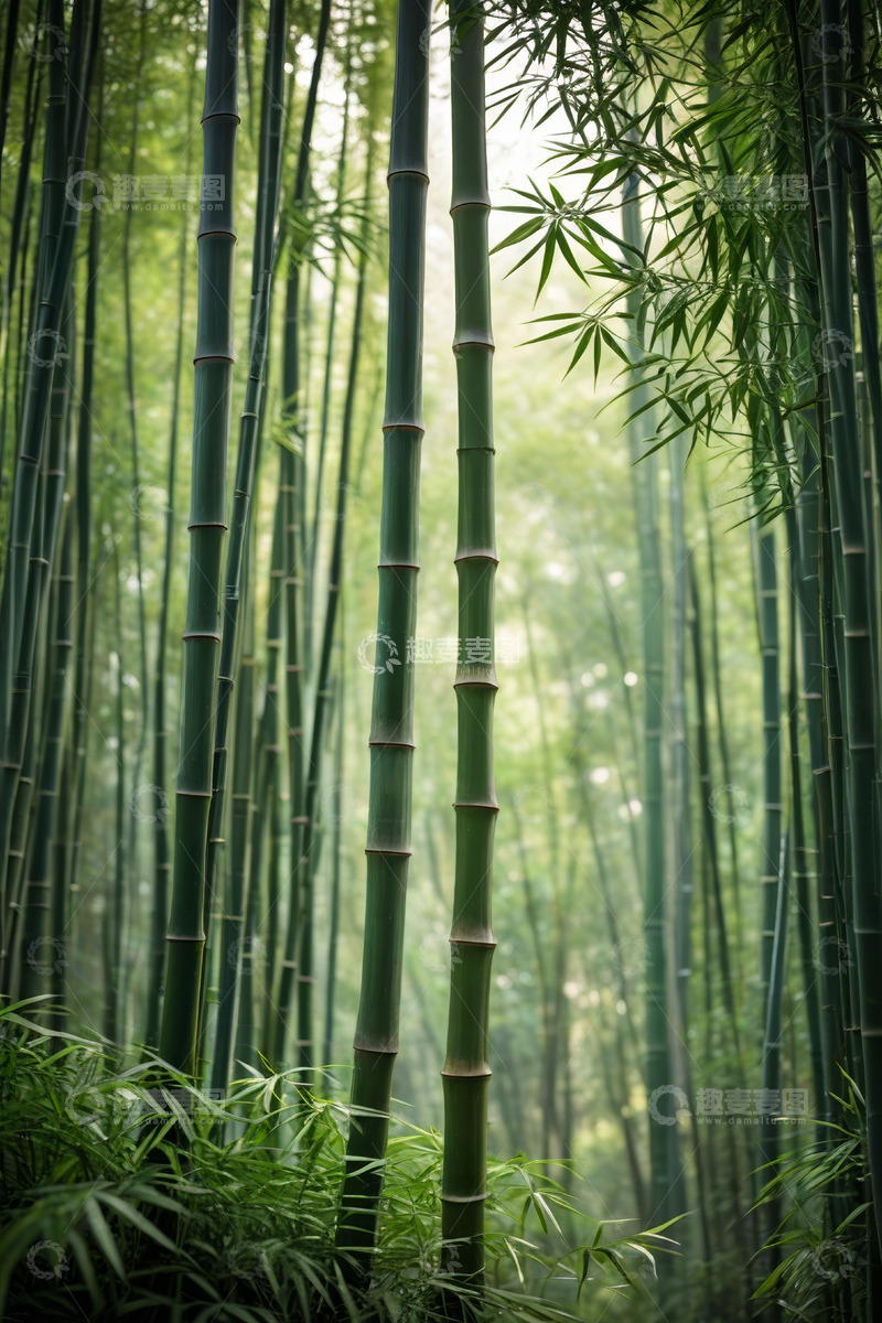 高清大图下载【趣麦麦图】茂密竹林自然风光