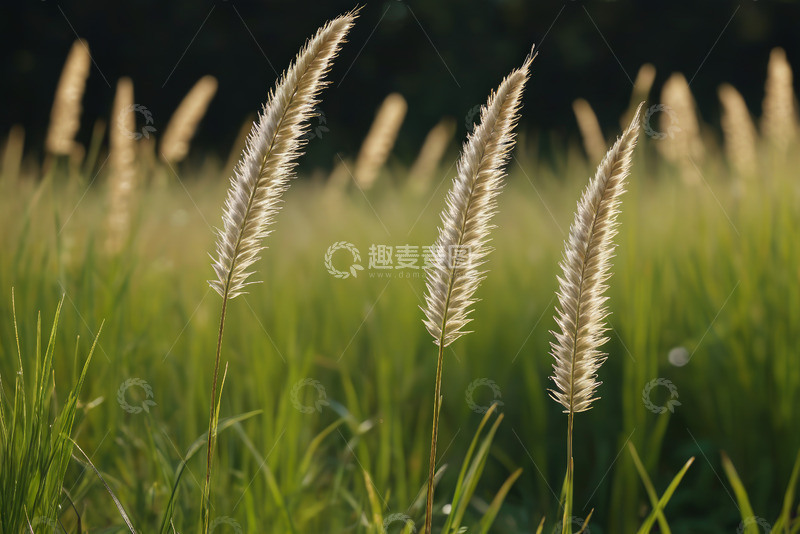 高清大图下载【趣麦麦图】阳光下的狗尾草特写