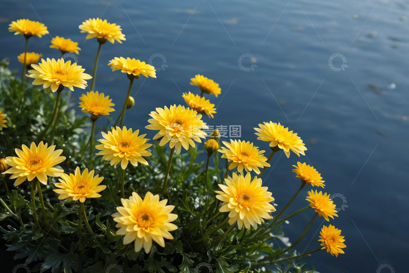 高清大图下载【趣麦麦图】水边绽放的黄色花朵