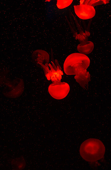 彩灯下的水母水中游动摄影