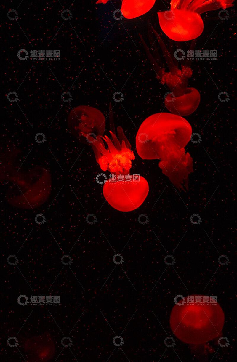 高清大图下载【趣麦麦图】彩灯下的水母水中游动摄影