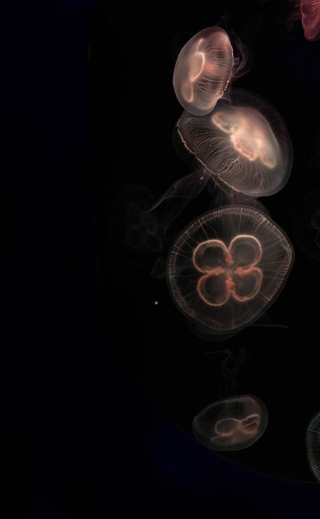 暗夜水母舞动光影