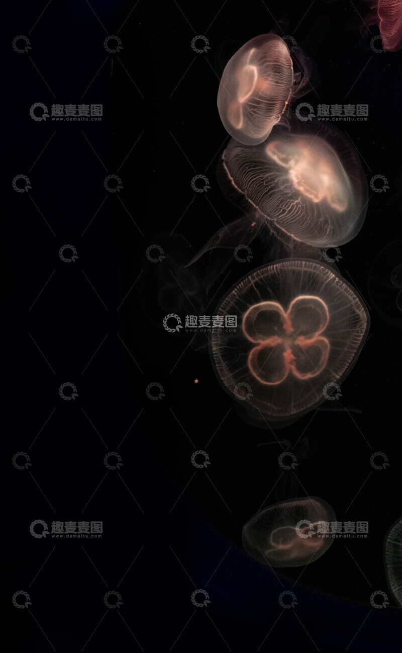 高清大图下载【趣麦麦图】暗夜水母舞动光影