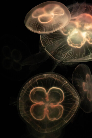 神秘水母光影之美