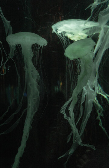 幽暗水母梦幻影像