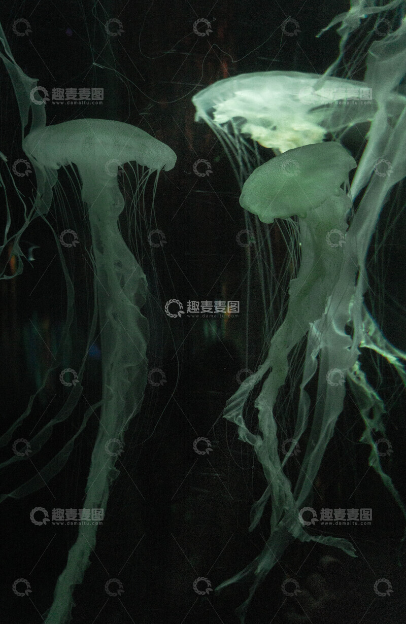高清大图下载【趣麦麦图】幽暗水母梦幻影像