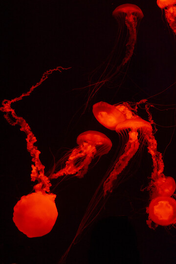 彩灯下的水母群水中漫游