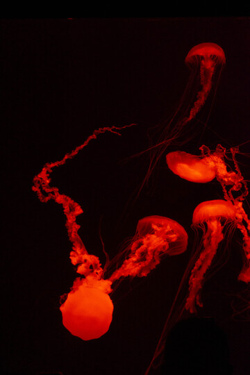 彩灯下水母水中游动图片1
