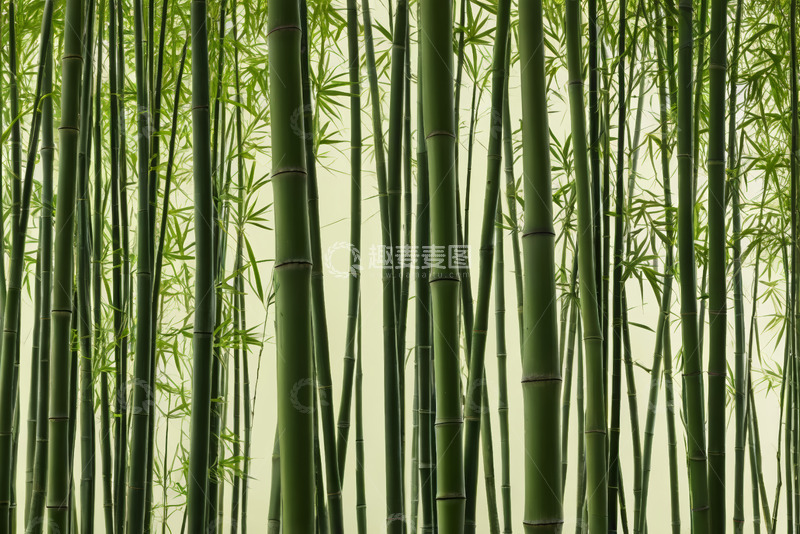 高清大图下载【趣麦麦图】茂密竹林自然景观
