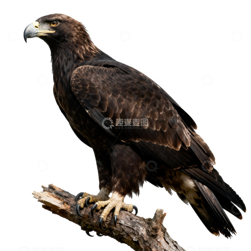 高清大图下载【趣麦麦图】雄鹰金褐羽毛树枝栖息图