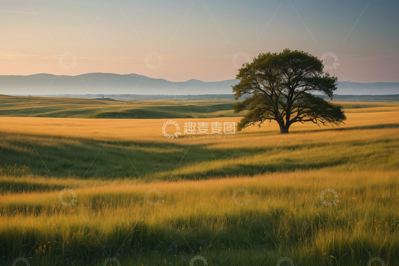 高清大图下载【趣麦麦图】原野上的孤树与金色草地