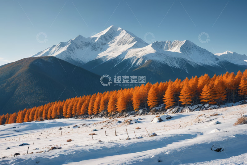 高清大图下载【趣麦麦图】雪山下的橙林雪景