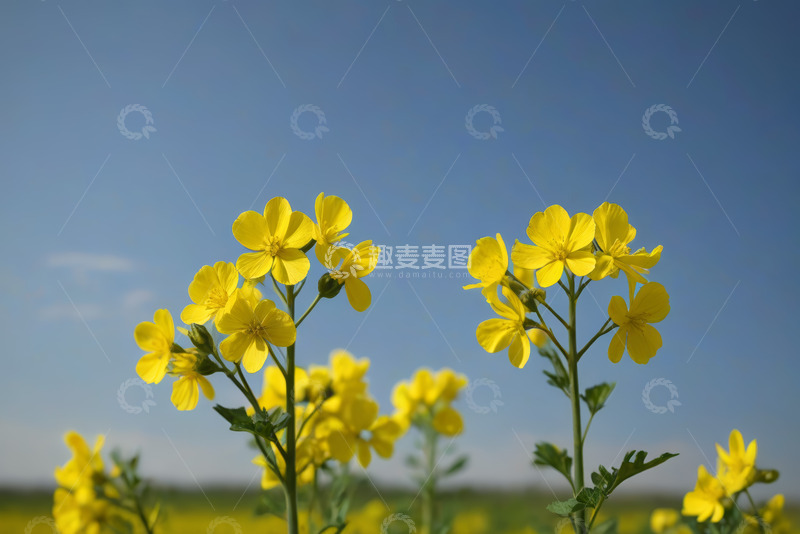 高清大图下载【趣麦麦图】蓝天背景下的黄色花朵