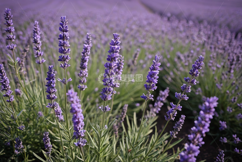 高清大图下载【趣麦麦图】紫色薰衣草花田近景