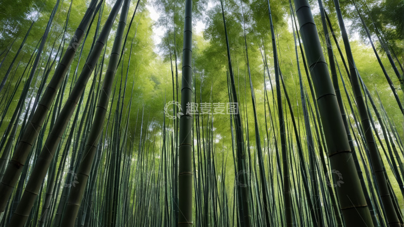 高清大图下载【趣麦麦图】茂密竹林仰视全景