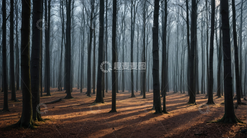 高清大图下载【趣麦麦图】阳光照耀下的森林景象