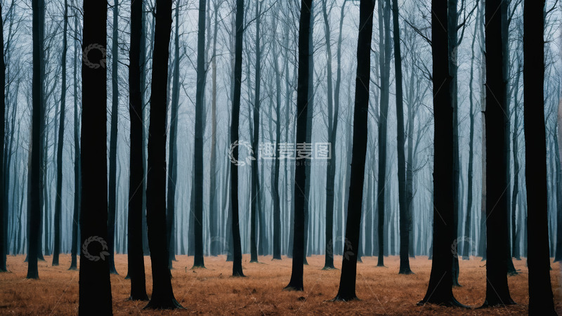 高清大图下载【趣麦麦图】雾中森林静谧景色
