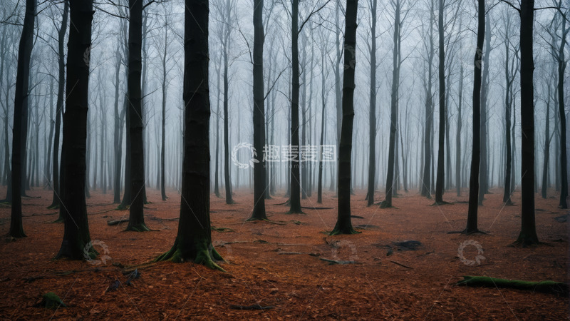 高清大图下载【趣麦麦图】雾中森林自然风光