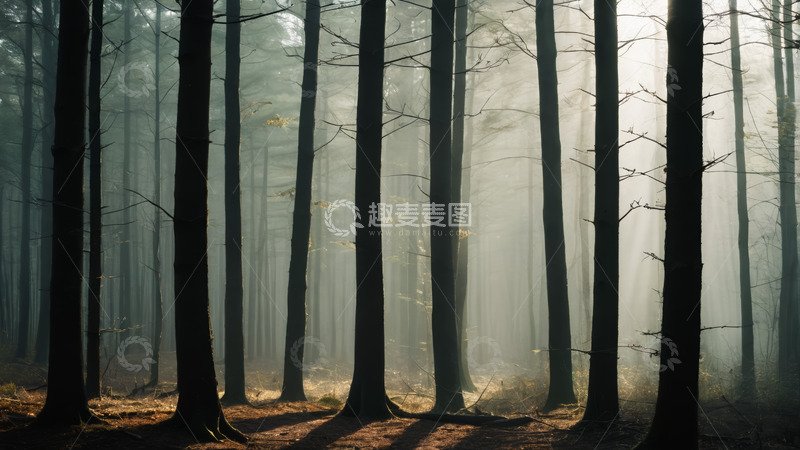 高清大图下载【趣麦麦图】阳光穿透树林景象