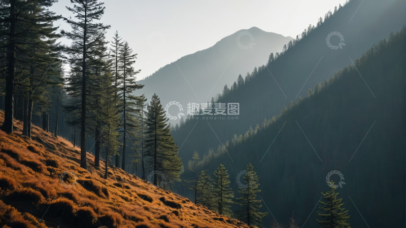 高清大图下载【趣麦麦图】山林间的松林与山坡景观