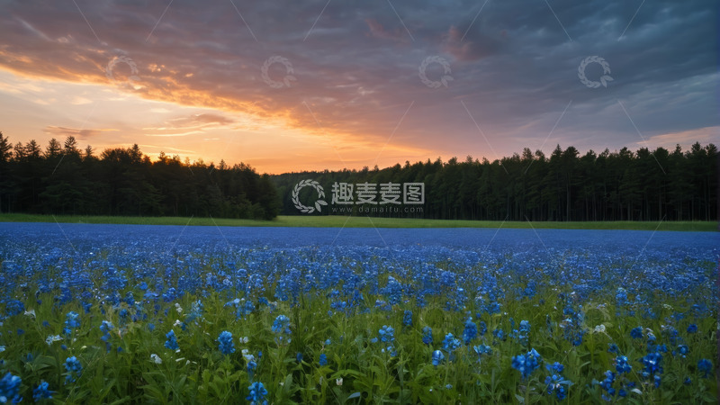 高清大图下载【趣麦麦图】日落时分蓝色花海风景