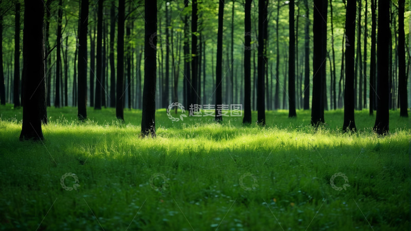 高清大图下载【趣麦麦图】阳光照耀下的森林草地景观